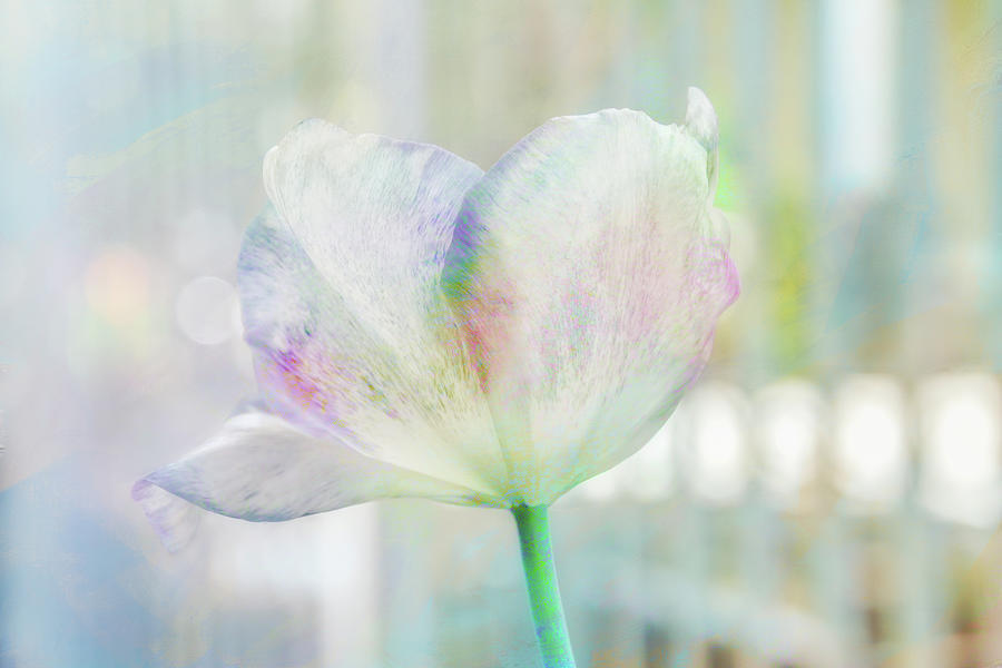 Tulip Pastels Digital Art by Terry Davis