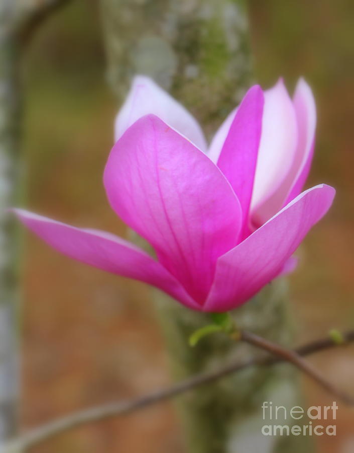 Tulip Magnolia Photograph by Charlene Cox | Fine Art America