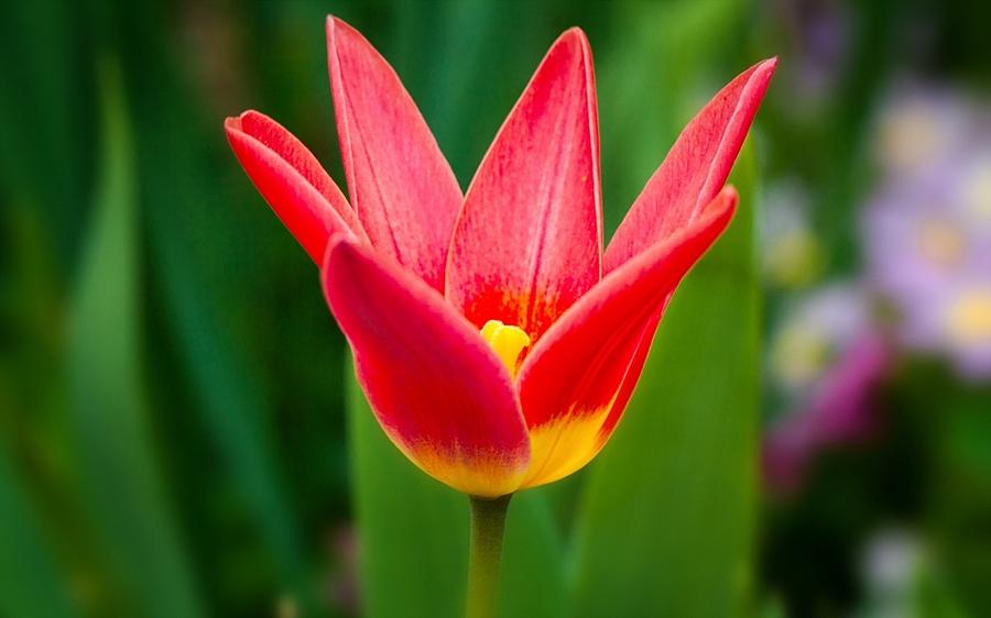 Spring Digital Art - Tulip #1 by Maye Loeser