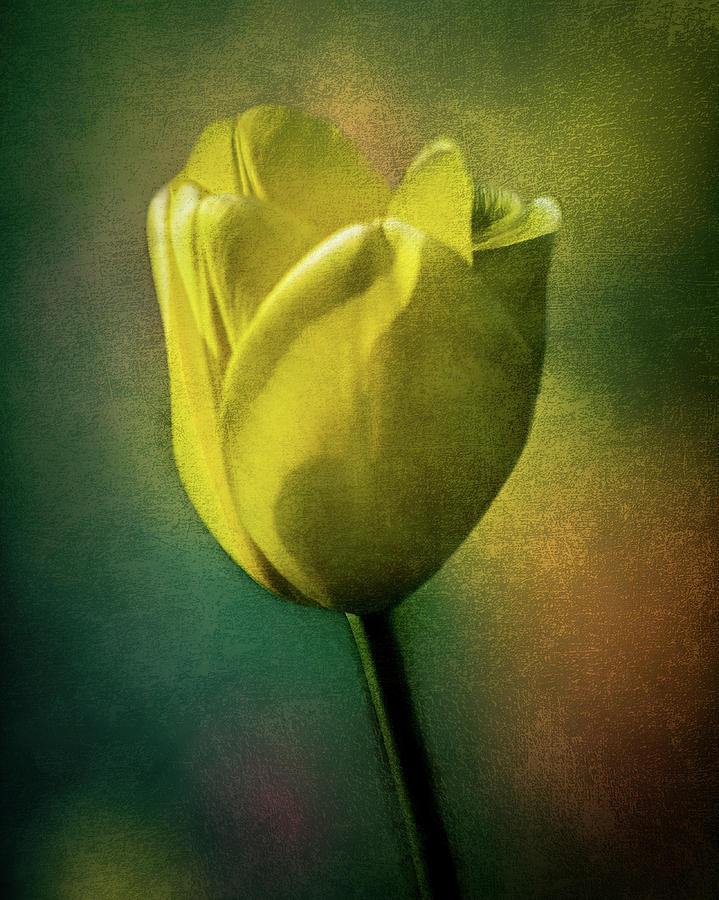 Tulip  #1 Photograph by Michael Arend