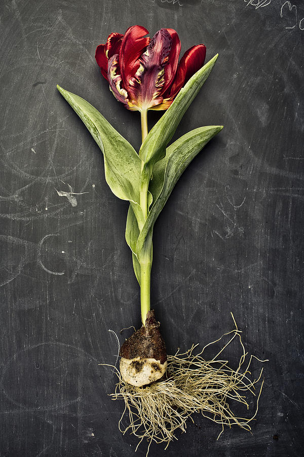 Onion Photograph - Tulip #1 by Nailia Schwarz