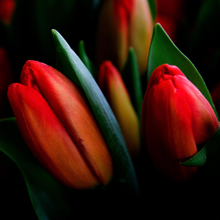 Flower Photograph - Tulip Patch #2 by David Patterson