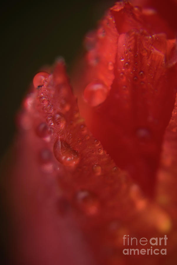 Tulip Petal raindrops-1844 by Steve Somerville Tulip Petal raindrops-1844 by Steve Somerville