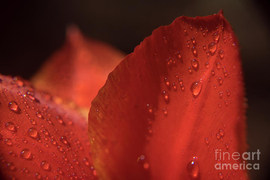 Tulip Raindrops-3799 Photograph by Steve Somerville