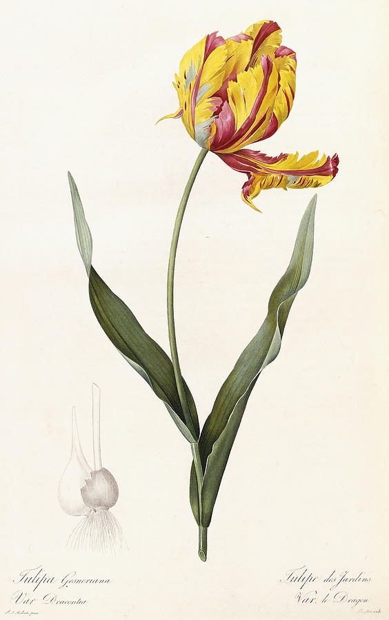 Tulip Painting by Pierre Joseph Redoute