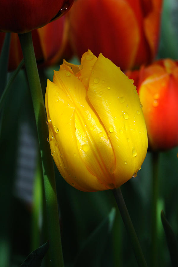 Tulip Series 8 #1 Photograph by Edward Sobuta