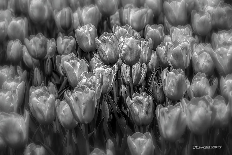 Tulip Time #1 Photograph by LeeAnn McLaneGoetz McLaneGoetzStudioLLCcom
