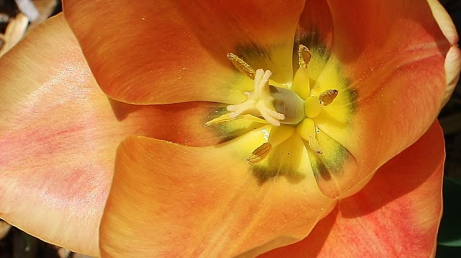 Tulip Up Close #1 Photograph by Bruce Bley