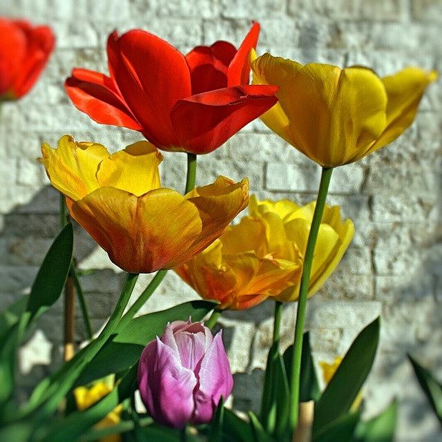 Tulip Photograph - #tulipani #tulips #bellissimi #1 by Stefano Bena
