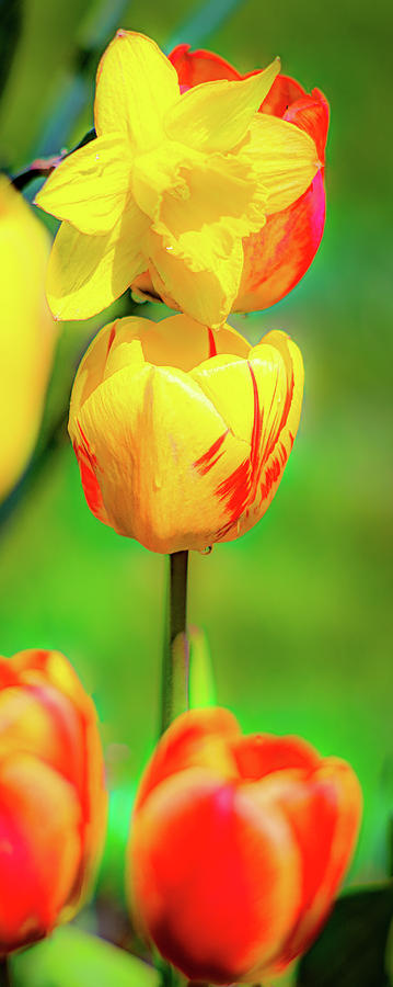 Tulips 2 Photograph by David Heilman