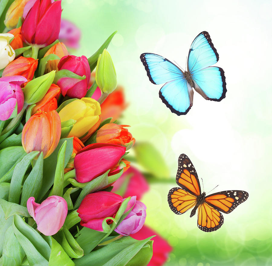 Tulips and Butterflies #1 Photograph by Anastasy Yarmolovich