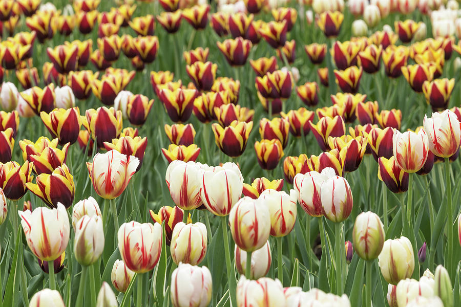 Tulips and colourful flowers in spring #1 Photograph by Josef Pittner
