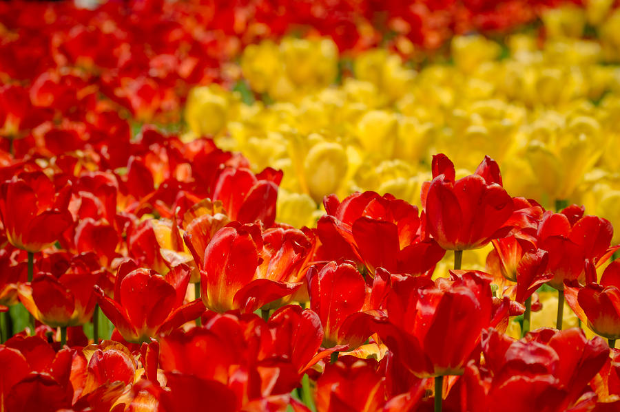 Architecture Photograph - Tulips at Ottawa Tulips Festival #5 by Aqnus Febriyant