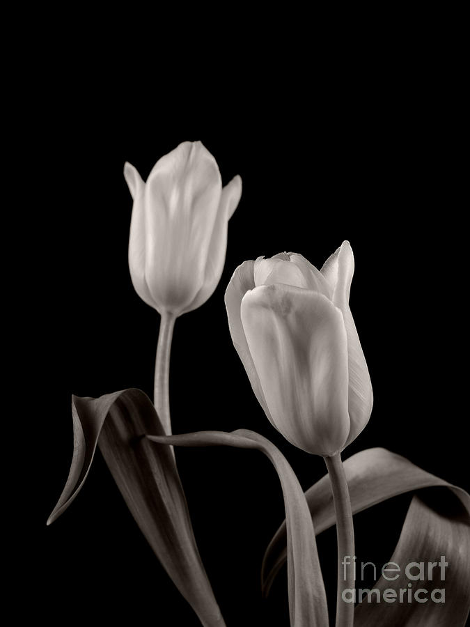Tulips #3 Photograph by Dariusz Gudowicz