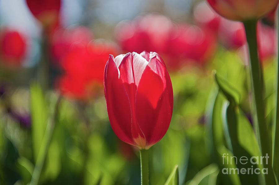 Tulips #1 Photograph by David Zanzinger