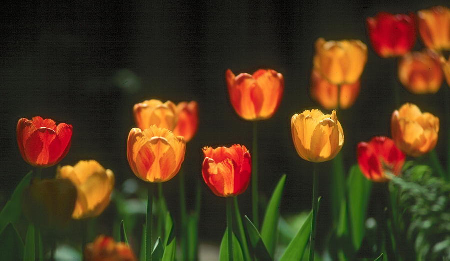 Tulips #1 Photograph by Douglas Pike