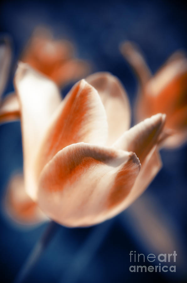 Tulips Flowers #1 Photograph by Konstantin Sevostyanov