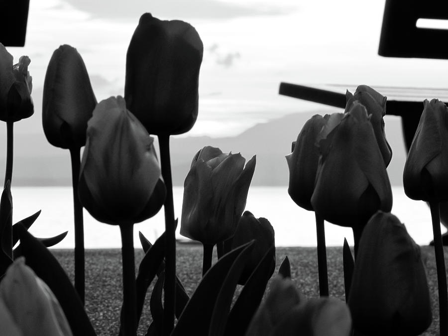 Tulip Photograph - Tulips Garden #1 by Cesar Vieira