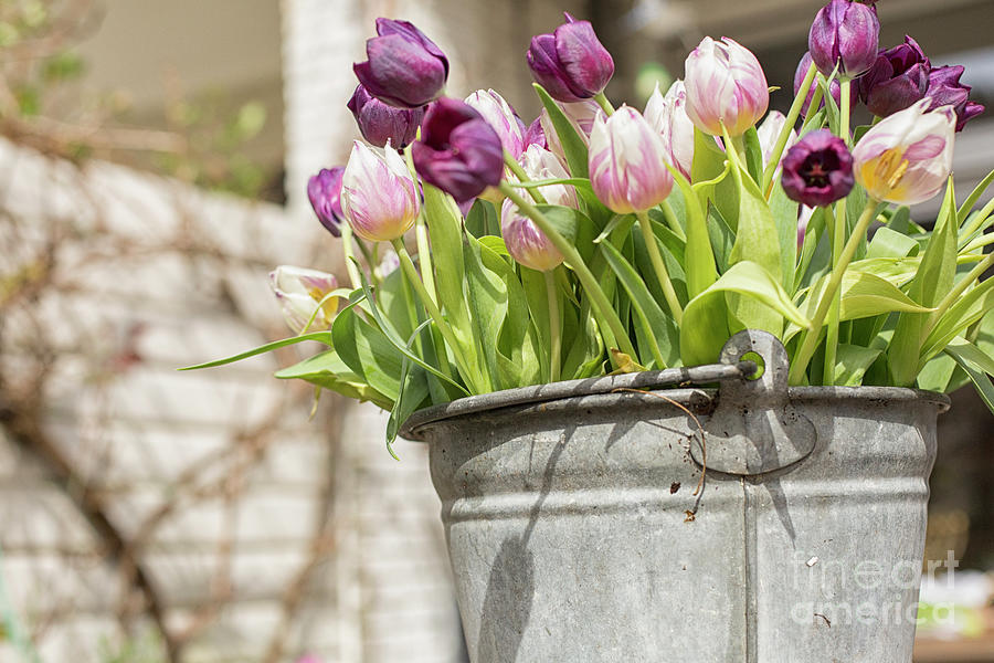 Tulips in a zinc bucket Photograph by Patricia Hofmeester