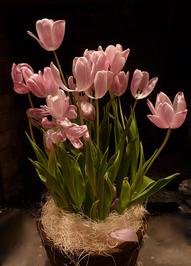 TULIPS in BLACK #1 Photograph by Margie Avellino