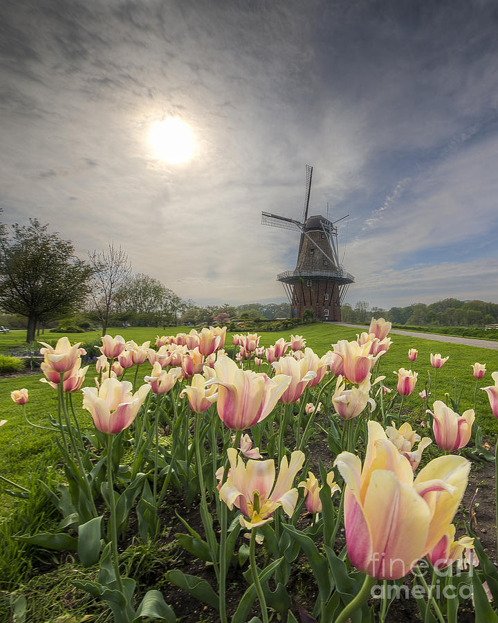 Tulip Photograph - Tulips in Holland #1 by Twenty Two North Photography