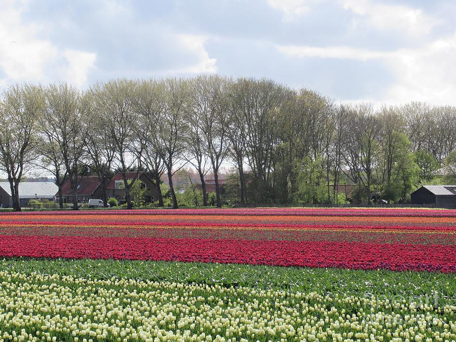 Tulips in Warmenhuizen #1 Photograph by Chani Demuijlder