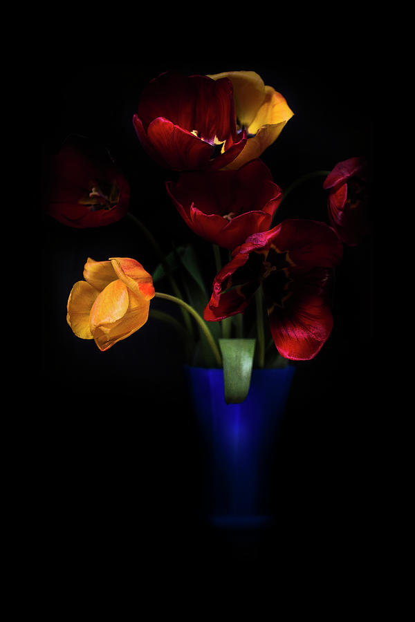 Tulip Photograph - Tulips  #1 by Ivan Vukelic