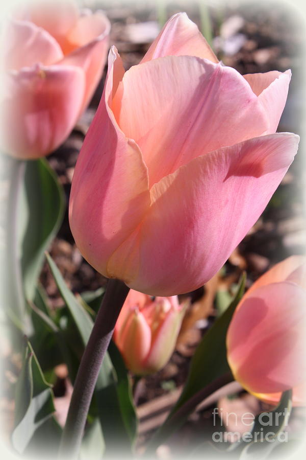 Tulips Lovely in Pink Photograph by Dora Sofia Caputo