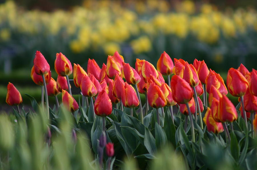 Tulips #1 Photograph by Martina Fagan