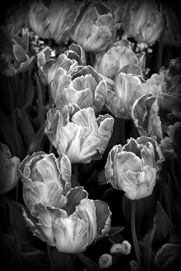 Tulips #1 Photograph by Nathan Abbott