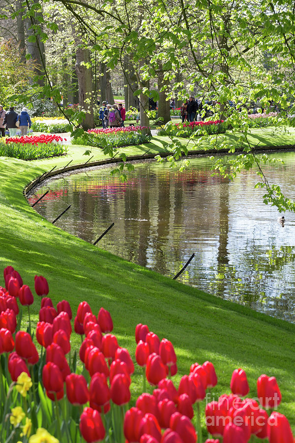 Tulips on the riverbank at Keukenhof Gardens Netherlands #1 Photograph by Louise Heusinkveld