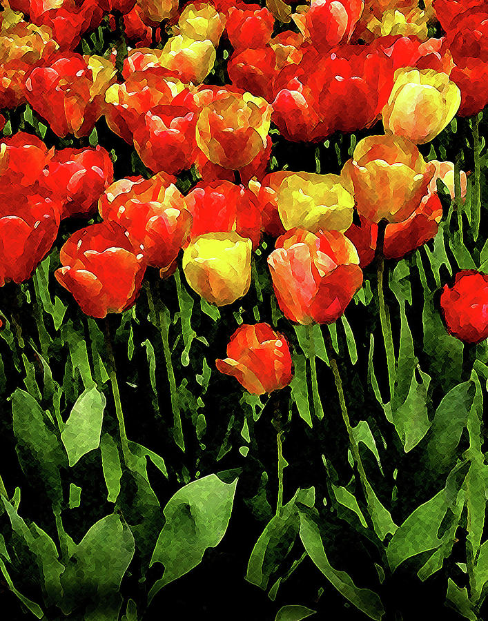 Tulip Digital Art - Tulips #1 by Timothy Bulone