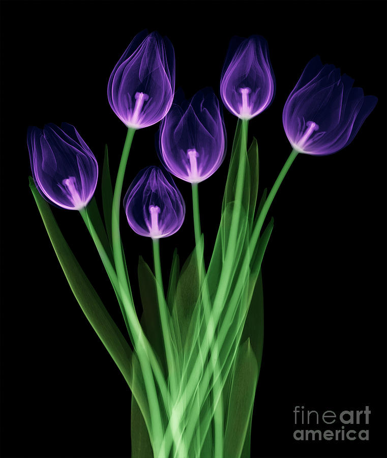 Tulips, X-ray #11 Photograph by Ted Kinsman