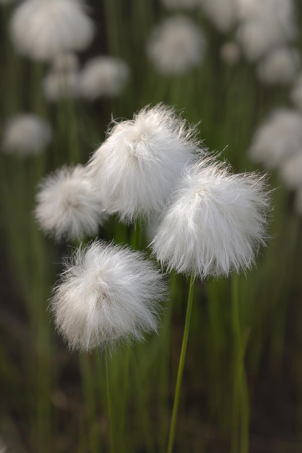 Tundra Cotton #1 Photograph by Scott Slone