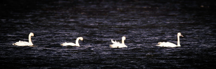Tundra Swans  #1 Photograph by Dr Janine Williams