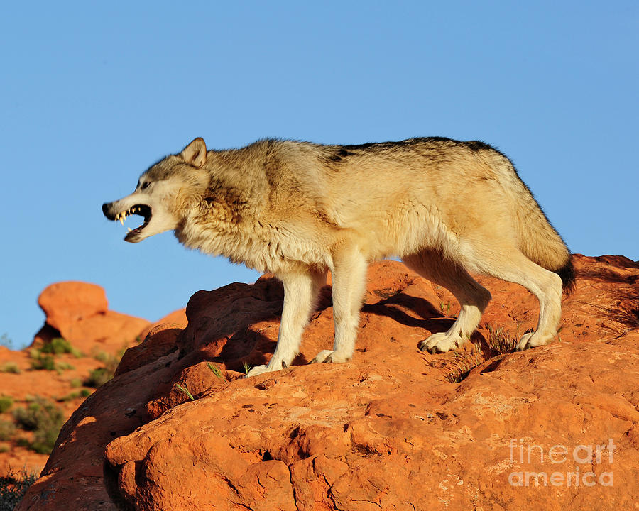 Tundra Wolf #1 Photograph by Dennis Hammer