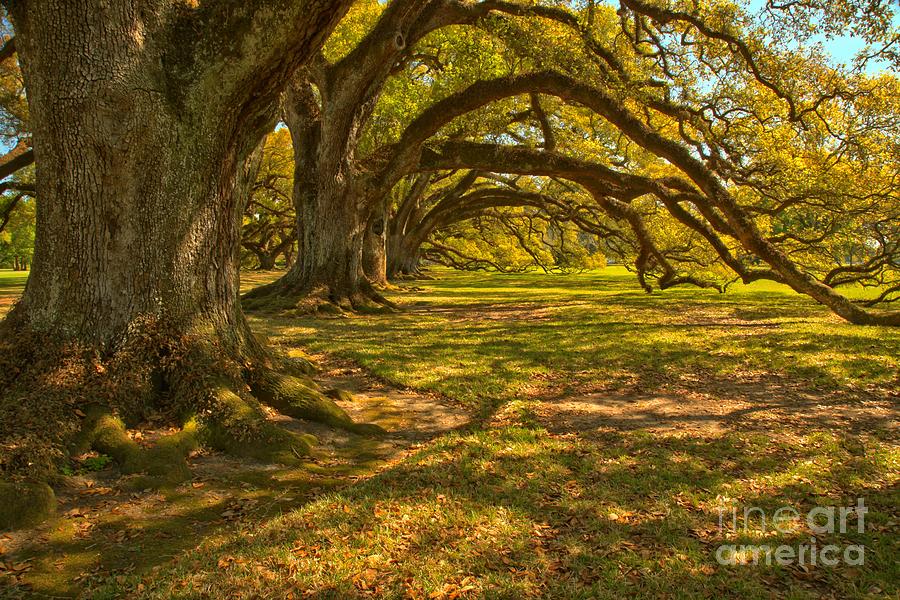 Tunnel Of The Oaks #1 Photograph by Adam Jewell