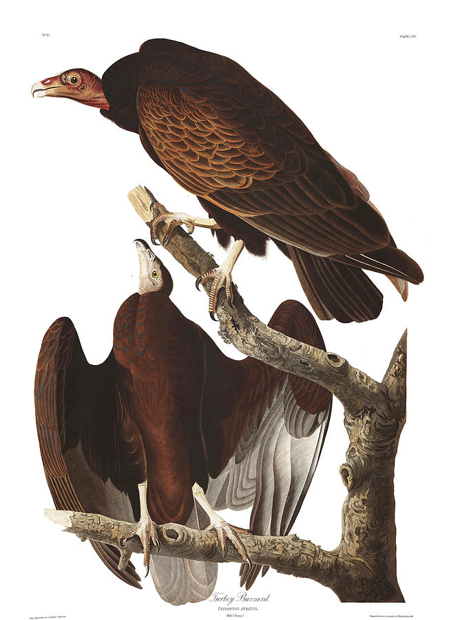 John James Audubon Painting - Turkey Buzzard #1 by John James Audubon