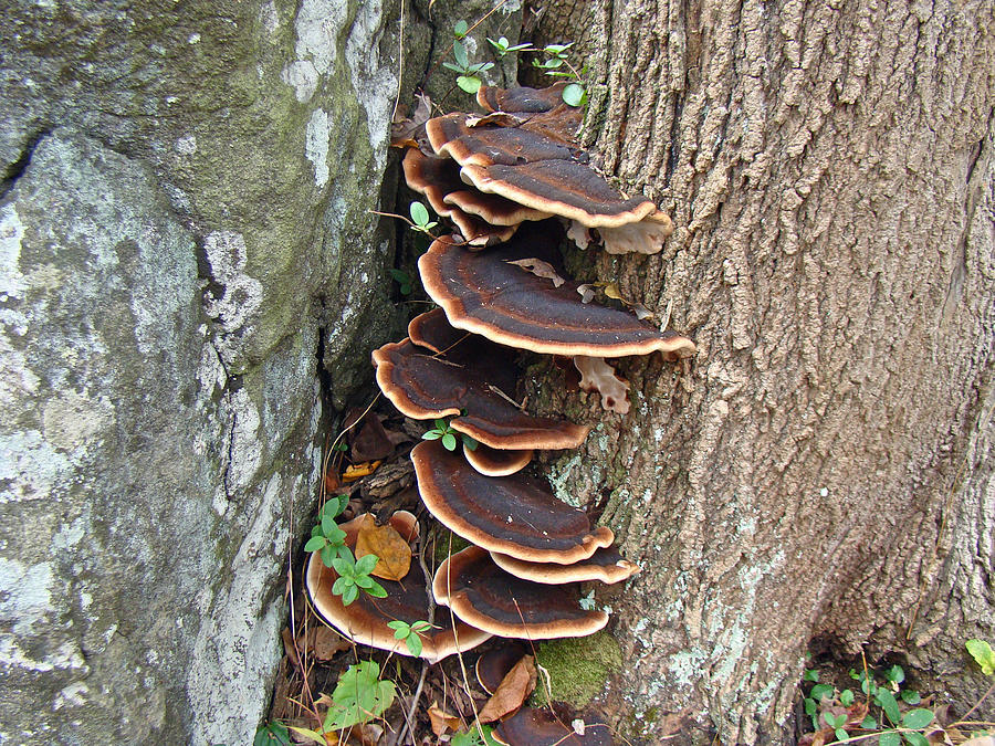 Ischnoderma resinosum - Bracket Fungus - Polypore Photograph by Carol Senske