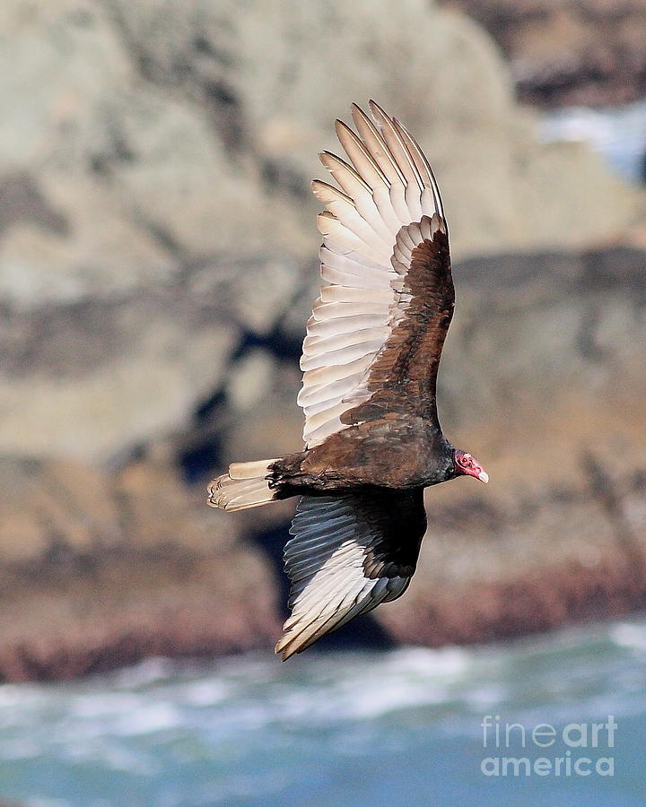 Turkey Vulture in flight #1 Photograph by Wingsdomain Art and Photography