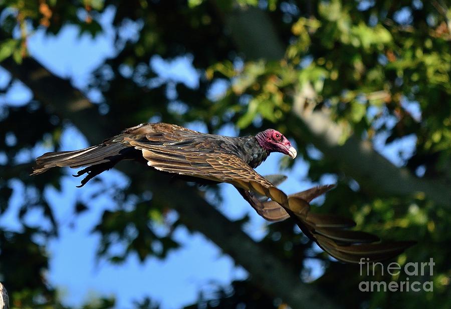 Turkey Vulture #1 Photograph by Marc Bittan