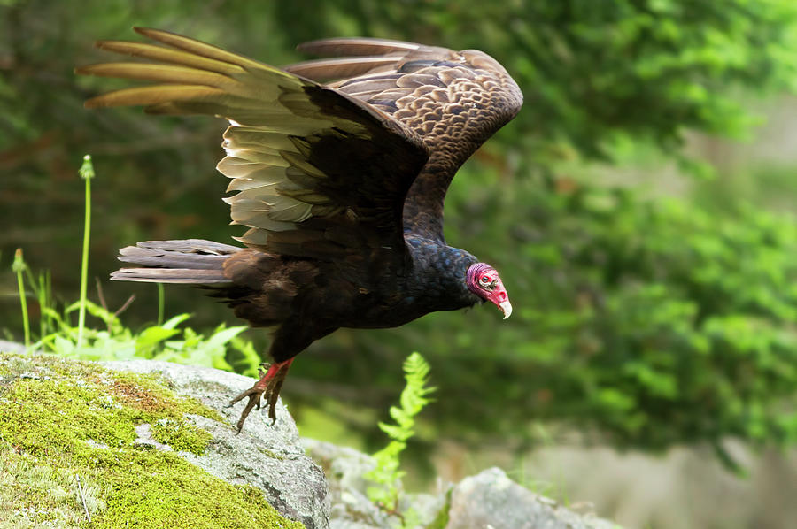 Turkey Vulture #1 Photograph by Mircea Costina Photography
