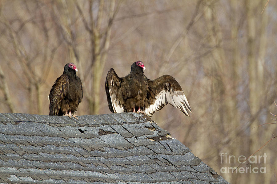 Bird Photograph - Turkey Vultures On Roof #1 by Marie Read