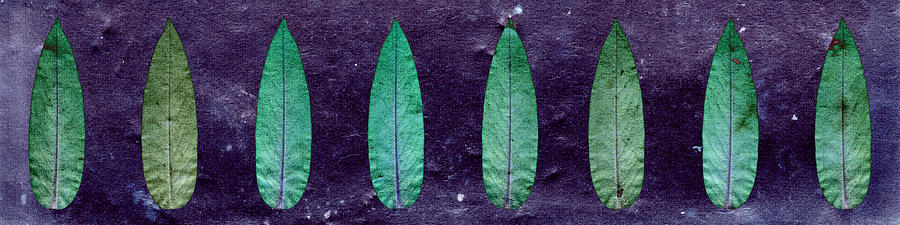 Turquoise leaf #1 Photograph by Sumit Mehndiratta