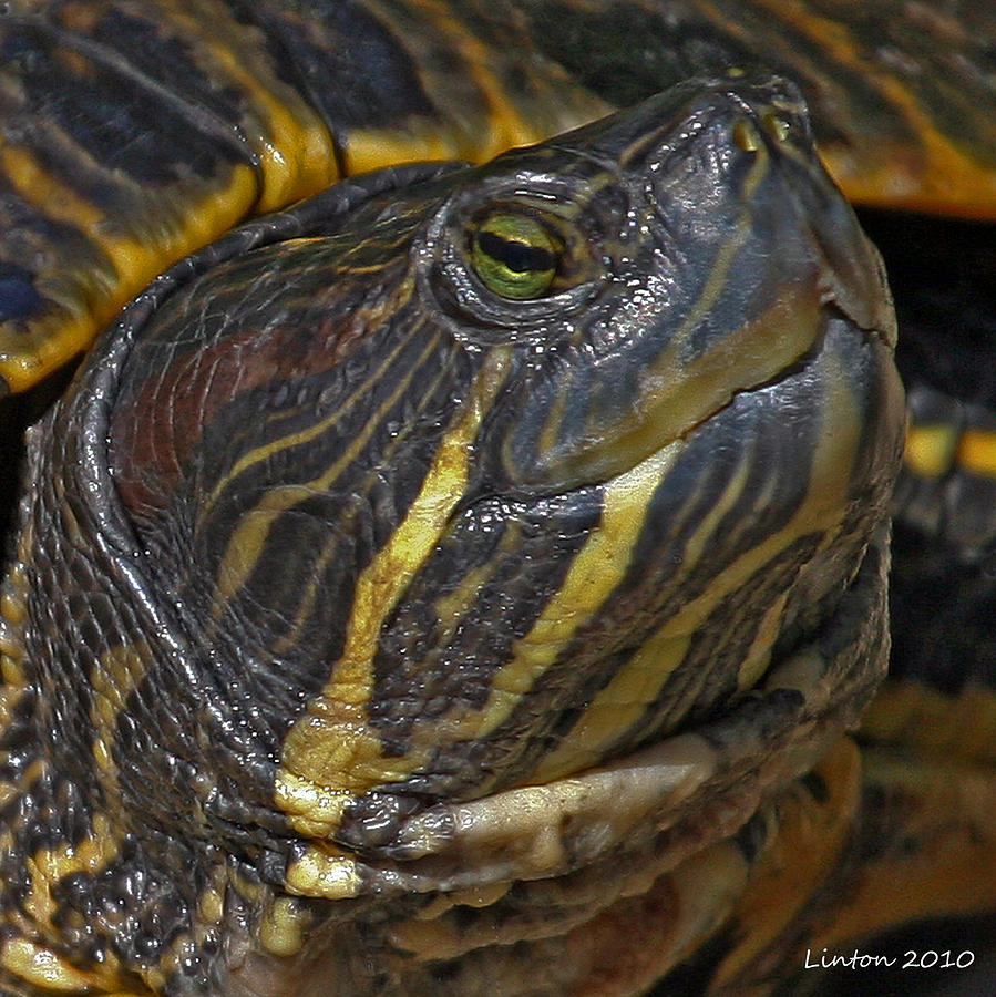 Turtle Portrait #1 Photograph by Larry Linton