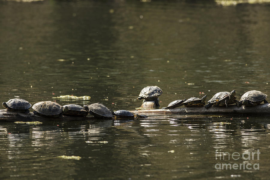 Turtles sunning #1 Photograph by JT Lewis