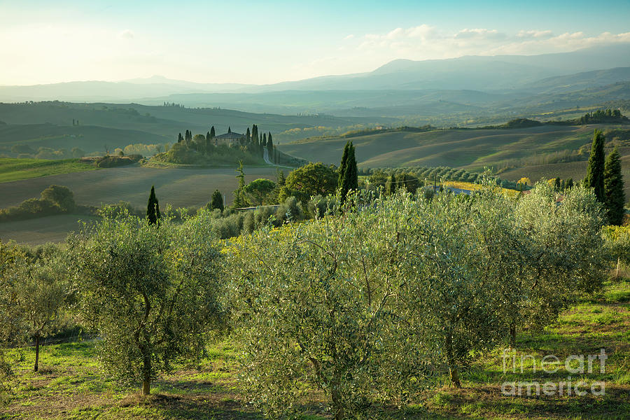 Tree Photograph - Tuscan Dawn by Brian Jannsen