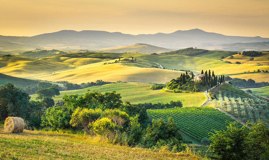 Tree Photograph - Tuscany morning #1 by Stefano Termanini