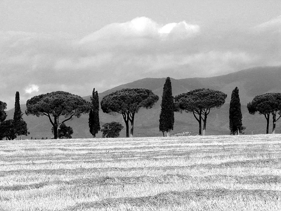 Tuscany trees #1 Digital Art by Julian Perry