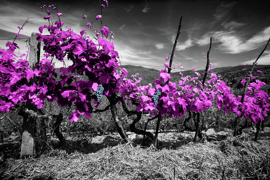 Tuscany Vineyard #1 Photograph by Al Hurley